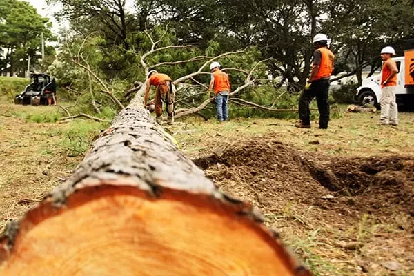 Tree felling services